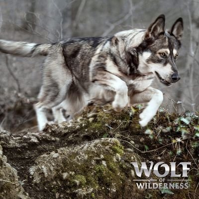 2024_03_wow_dry_classic_wild_board_03_1000x1000_de_5.jpg